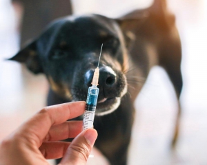 Photo of a dog looking at a syringe of medicine